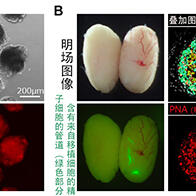东京大学医科学研究所开发出培养大鼠多能干细胞的方法，可在短时间内制作出原始生殖细胞
