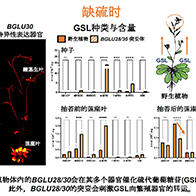 九州大学阐明十字花科植物中硫代葡萄糖苷会根据环境优化功能性物质的生产