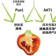 近畿大学明确决定辣椒香味的基因，有望应用于品种改良