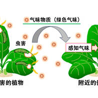 埼玉大学成功将植物感知气味的瞬间可视化