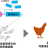 广岛大学培养基因组编辑鸡的重组蛋白细胞株，构筑蛋白生产系统评估体系