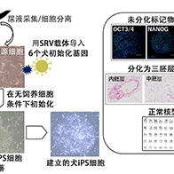 世界首次！大阪公立大学等成功从犬尿源细胞中稳定制造出iPS细胞