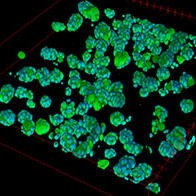 东京大学高速分析细胞3D图像，为药物发现和再生医学做贡献