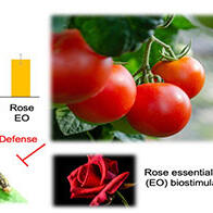 东京理科大学发现玫瑰精油可防治番茄虫害，有望成为替代农药的新材料