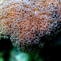 黑潮生物研究所和宫崎大学在宫崎日南大岛周围发现了形似牛第三胃的新种珊瑚