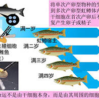 东京海洋大学成功培育出可反复产下帝王鲑鱼卵的虹鳟鱼