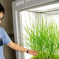 日本国立遗传学研究所阐明植物茎秆的形成机制，有望应用于农作物改良