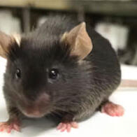 熊本大学在小鼠实验中发现特定的RNA异常会导致记忆力减退