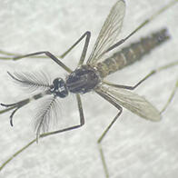 名古屋大学发现蚊子能够分辨翅膀震动音的差异，有望应用于传染病防治