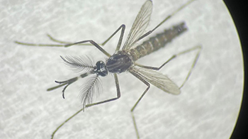 名古屋大学发现蚊子能够分辨翅膀震动音的差异，有望应用于传染病防治