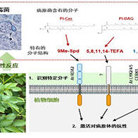 名古屋大学等发现两种提升植物免疫力的物质，有望培育出“抗病”农作物