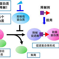 星药科大学发现提高蛋白质降解剂效果的新原理，有望开发出针对癌症等疾病的高效、高精度治疗药物