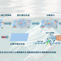 群马大学等开发新技术聚集海洋微生物，以塑料为食快速降解生物降解型塑料