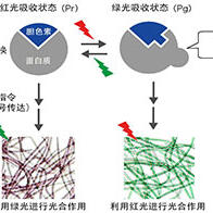 东京药科大学等明确光开关工作原理：能够根据不同的光进行最佳的光合作用