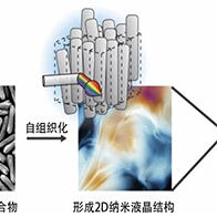 东京大学利用生物矿物液晶开发出色彩鲜艳的结构色光学材料