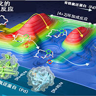 理研等发现铁硫蛋白可作为催化剂促进[4+2]环加成反应