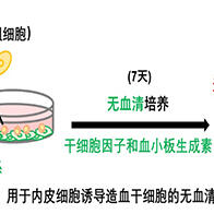 熊本大学成功在体外再现造血干细胞发育过程，向再生医疗迈进