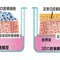 重粒子线照射会为口腔癌带来怎样的变化？新瀉大学等明确细胞生物学影响