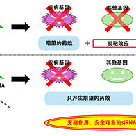 名古屋大学等成功设计出抑制siRNA药物副作用的新分子结构