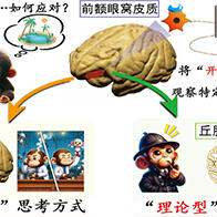 QST和京都大学在灵长类猴子身上发现两种思考回路