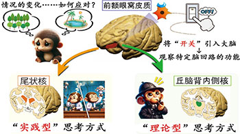 QST和京都大学在灵长类猴子身上发现两种思考回路