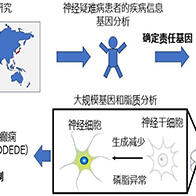 名古屋市立大学通过类脑器官明确小儿神经疑难病的病理机制