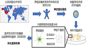 名古屋市立大学通过类脑器官明确小儿神经疑难病的病理机制