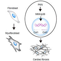 名古屋大学解明蛋白激酶N调控心力衰竭的机理，有望成为难治性心脏纤维化的新治疗靶点