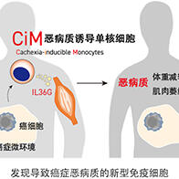 东京药科大学、立命馆大学发现导致癌症晚期患者“消瘦”的新型免疫细胞，为白血球的一种