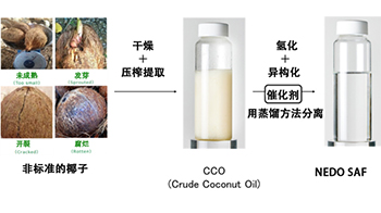 日本绿色电力开发：将不可食用椰子的椰子油制成航空燃料