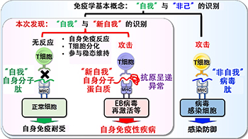 大阪大学成功解明系统性自身免疫性疾病发病机制：T细胞对“自我”与“新自我”的识别能力是致病原因