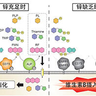 京都大学等发现：锌对维生素B代谢有显著影响，四种酶的活性至关重要