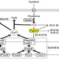 东科大研究发现肠道细菌通过合成硫化氢促进铁吸收，有望开发出不产生耐药性的抗生素