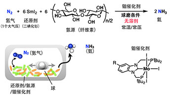 东京大学和京都大学全球首次成功实现不使用有机溶剂的氮气合成氨反应