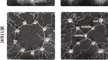 日本东北大学发现菌类无脑无眼或许也能识别图形