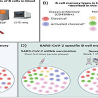 大阪大学发现感染COVID-19及接种mRNA疫苗后能产生免疫应答的新型B细胞