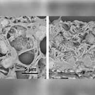 宫崎大学确立厚切片观察法，可立体了解生物组织和细胞