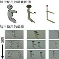 东京大学发现：真姬菇在视频中显得更富有感情