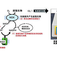 埼玉大与水产技术研发现，有害赤潮浮游生物通过释放活性氧来维持光合作用是造成严重灾害的原因