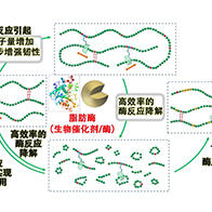 大阪大学开发出可生物降解聚合物,韧性提升8倍、可降解性和可回收性提高20倍