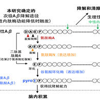 理研和长崎大学解明β-淀粉样蛋白转恶化机制，发现治疗阿尔茨海默病的多个新型药物靶点