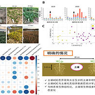 筑波大学等发现土壤挥发性有机化合物标定对大豆田的土壤评估有效