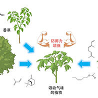 东京理科大学发现：植物间通过气味进行交流，存在没有嗅觉也能相互识别的分子机制