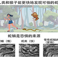 名古屋大学：人类对蛇的恐惧来自蛇鳞？