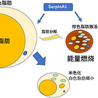 熊本大学发现预防肥胖的生理活性蛋白，并有望藉此激活棕色脂肪治疗糖尿病