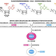 东京大学发现单核苷酸突变DNA的快速分离和水溶性聚合物在固液界面液-液相分离的新现象