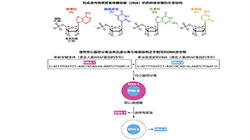 东京大学发现单核苷酸突变DNA的快速分离和水溶性聚合物在固液界面液-液相分离的新现象