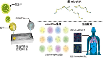 东京科学大学等利用尿液外泌体微RNA分析实现早期癌症检测