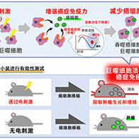 九州大学通过弱电刺激抑制癌细胞生长和转移