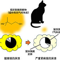 岩手大学发现猫尿气味变淡是肾病的信号